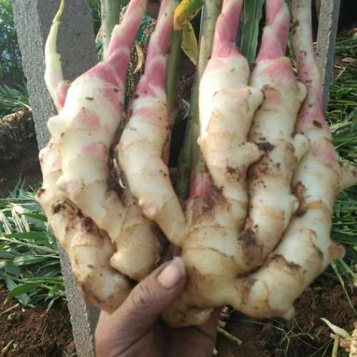 FRESH GINGER NEWS CROPS 2020 VON ANQIU