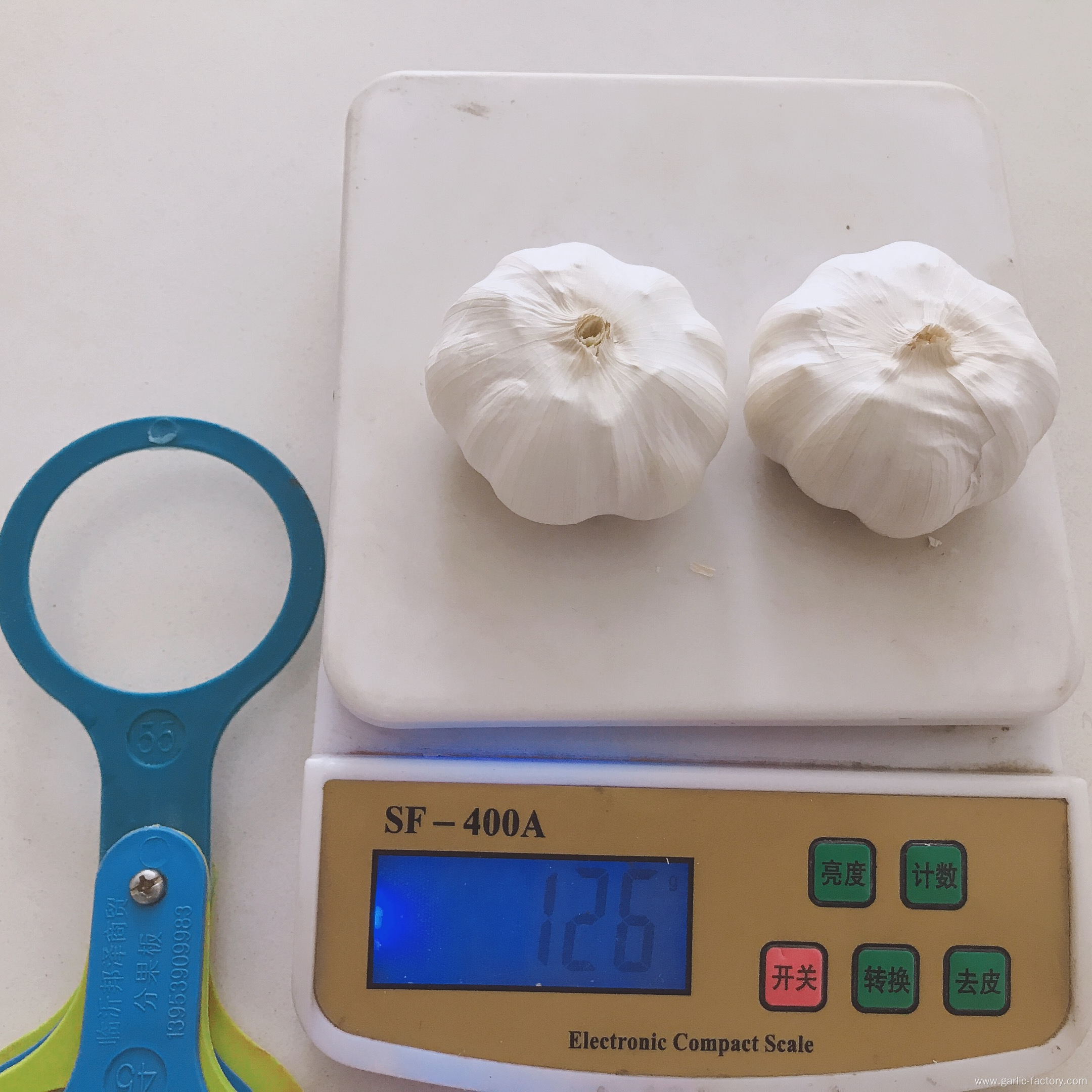 Fresh pure white garlic 5.5 cm