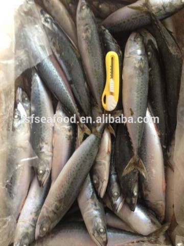 philippine products mackerel