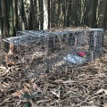 Humane Living Animal Catching Cage Pułapki dla Marten