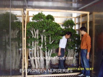 Ficus microcarpa, bonsai tree