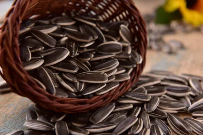 pure 361 sunflower seeds bayannur origin