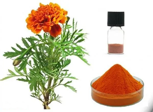 Marigold Flower Extract