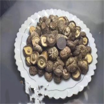 자연 말린 Shiitake 버섯