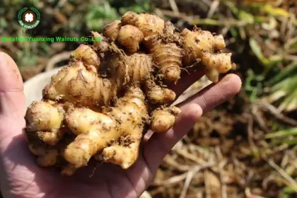 Chinese Dried Ginger whole