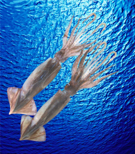 Mariscos de alta calidad enteros congelados calamares ilex