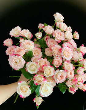 Multi-Headed Roses in Reflexed Pink Spray Style