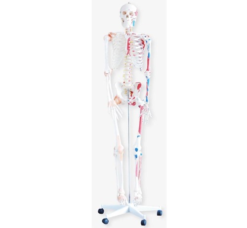 Σκελετός με μύες και λουρίδες ύψους 180εκ