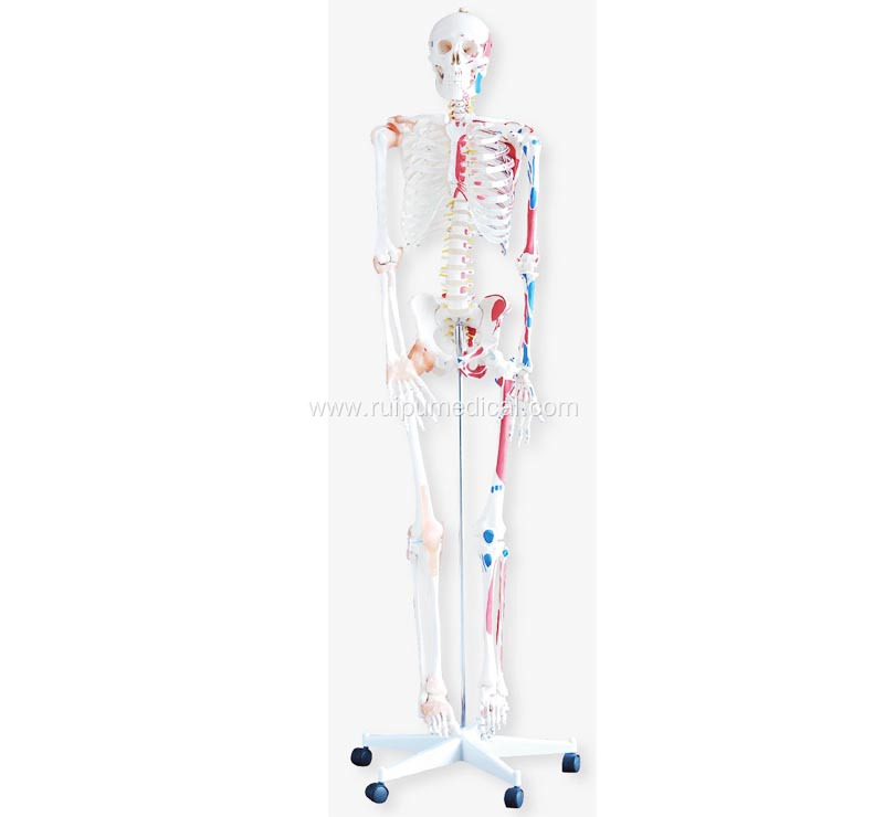 Skeleton with Muscles and Ligaments 180cm Tall