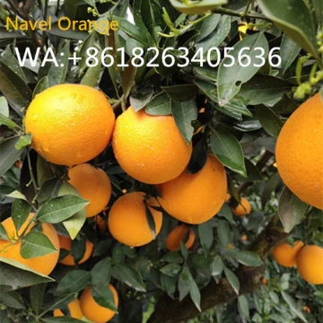 Fresh Mandarin – Millennium International Import & Export