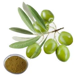 Oleuropein Olive Leaf Extract