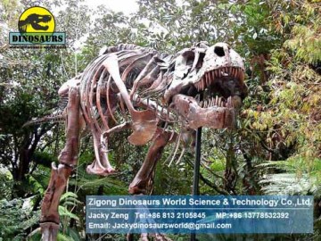 Tyrannosaurus rex skeleton for exihibition
