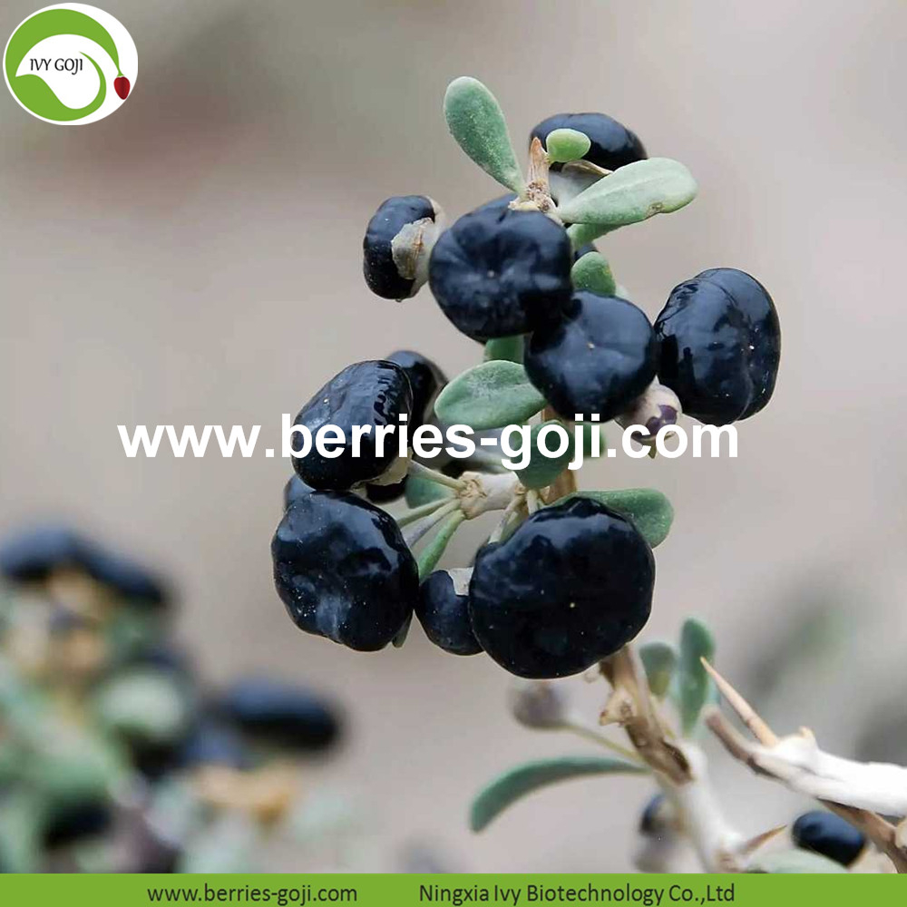 BLACK WOLFBERRY