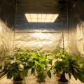 4X4 Led Grow Light 320w 150w