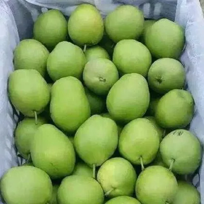 Early Crisp Pear Red Fragrant Pear Zaosu Pear