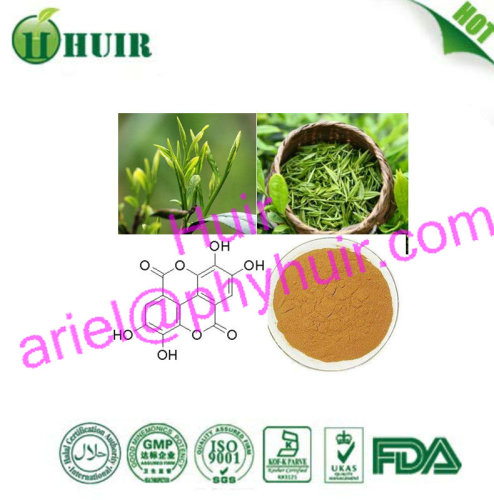 Professional GMP Factory Supply Pure Green Tea Extract ,Green Tea P.E. ,Green Tea Extract Powder