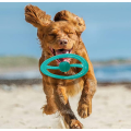 Cão frisbee interativo voando disco animal de estimação brinquedos