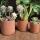 Terracotta Pots for Plants