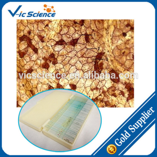 Human Tissue Glass Slides/microanatomy Slides/microscope Slides, High Quality Human Tissue Glass