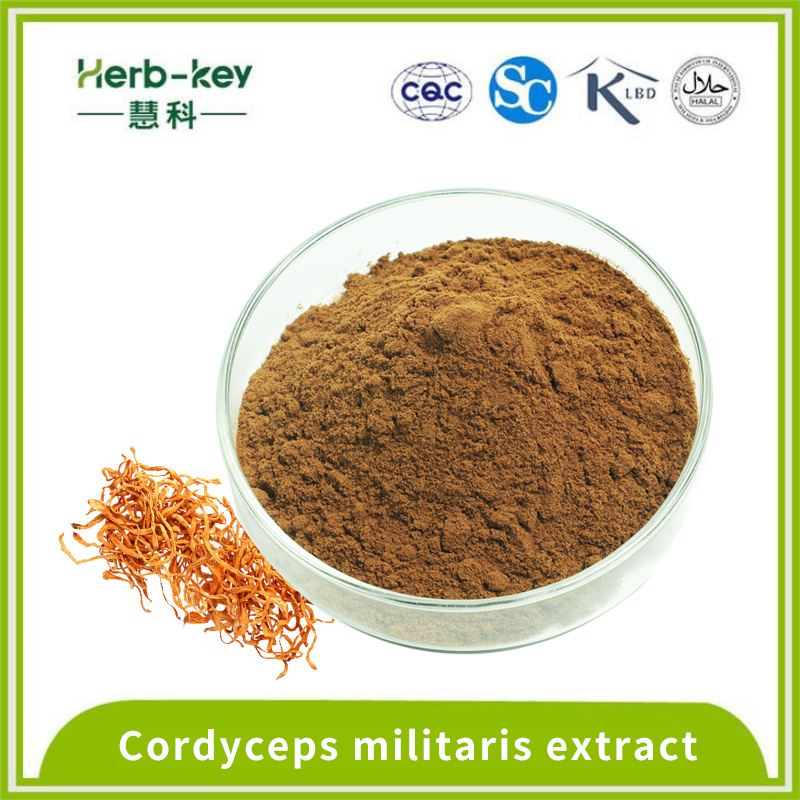 1% Cordycepin Cordyceps Militaris Extrait