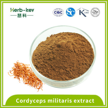 Extracto de militaris de Cordyceps Cordyceps al 1%