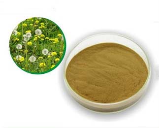Dandelion-Extract3 Dandelion-Extract3