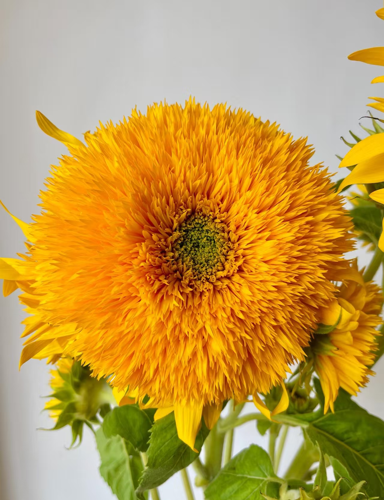Teddy Bear Sunflower