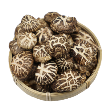 Basswood mushroom