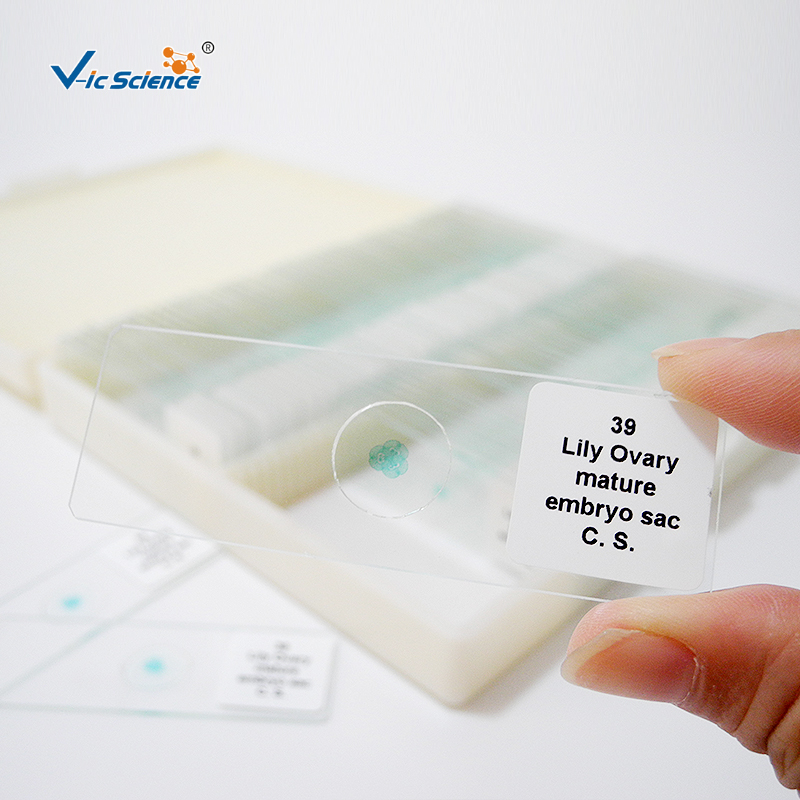 Mikroskopische Objektträger Microscope Slides