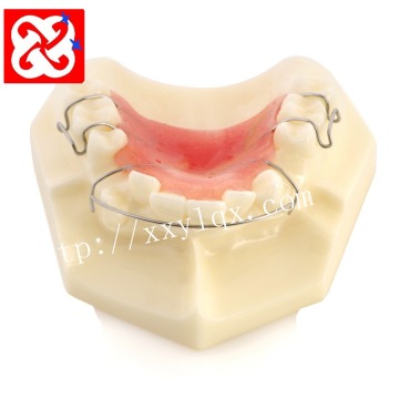 Maxillary Orthodontic Demonstration Dental Model with Retainer