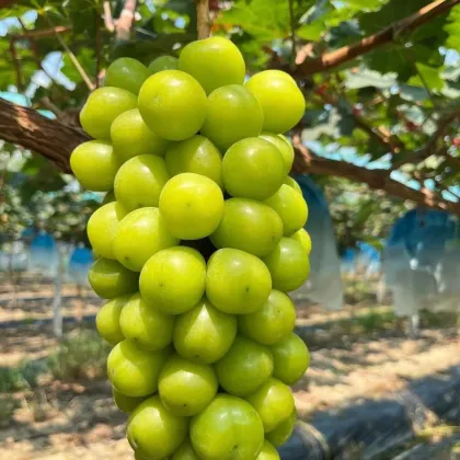 Premium Shine Muscat Grapes Fresh Harvested