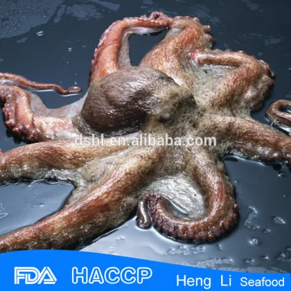 Frozen Octopus, Octopus Vulgaris,Octopus Ocellatus