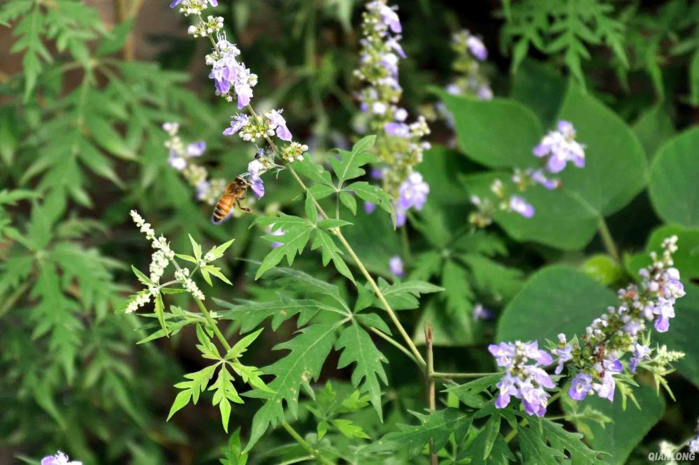 organic vitex honey