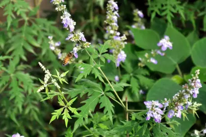 Organic Natural Bee Vitex Honey