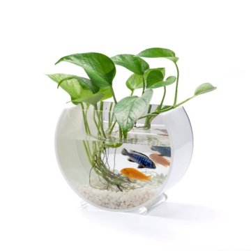 Mini serbatoio di pesce acrilico per decorazione per la casa