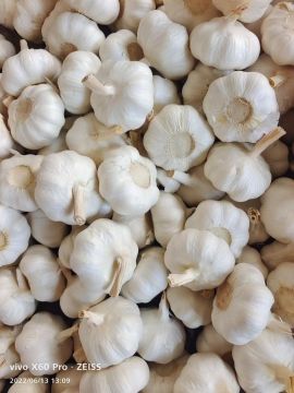 Mild Flavor White Skinned Garlic
