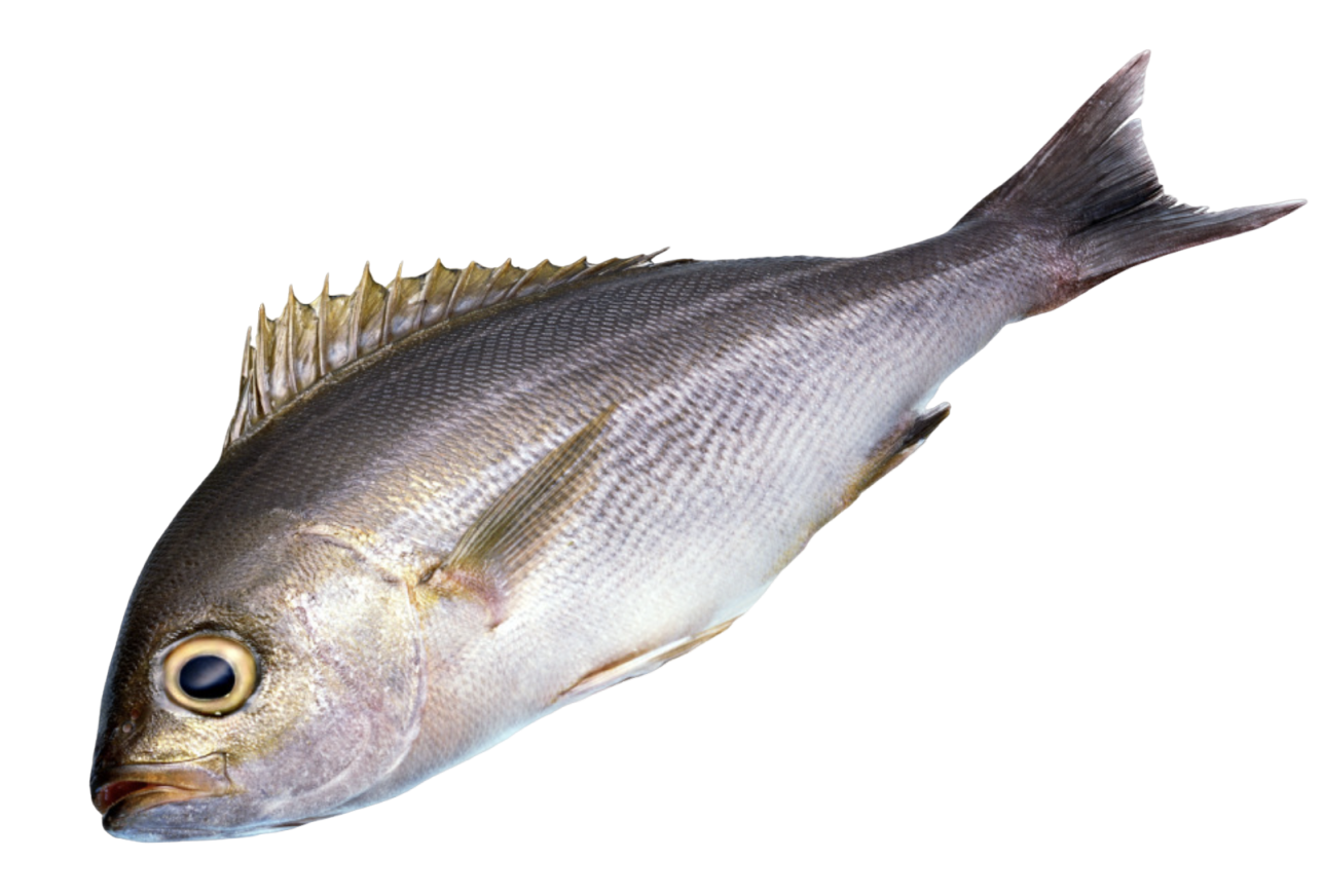 Fish Collagen Peptides for Formulation