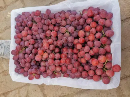 Brand New Crop Red Grade
