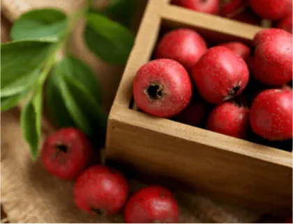 Hawthorn Extract hawthorn powder 10:1