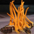 Cordyceps Cordyceps Militaris Polissacarídeos 30% 40% 50%