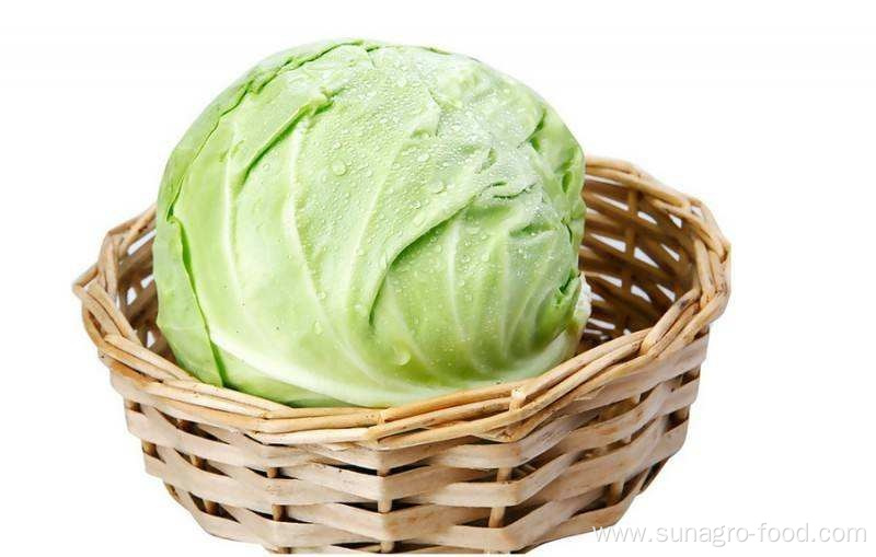 High Quality Organic Cabbage