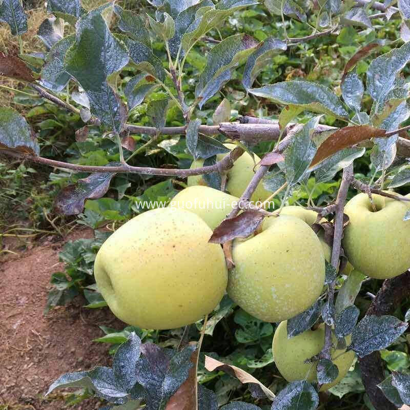 Organic Golden Delicious 80 Specifications Organic Golden Delicious 80 Specifications