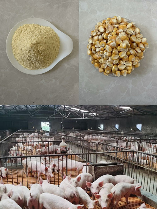 Puffed corn flour Strong animals resistance to disease