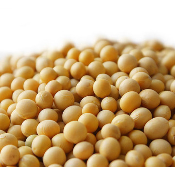 Aislado de proteína de soja sin GMO