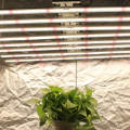660Nm Röd LED -anläggning Grow Glödlampor