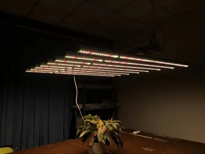 No Sun Indoor Plants GE Planting