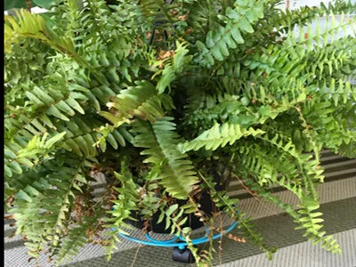 Flower Pot Stand Dolly