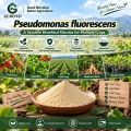 مسحوق بروبيوتيك Pseudomonas Fluorescens للتطبيقات الزراعية