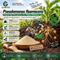 مسحوق بروبيوتيك Pseudomonas Fluorescens للتطبيقات الزراعية