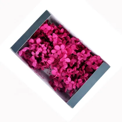 Kunming Fresh Cut Preserved Bicolor Hydrangea Flowers